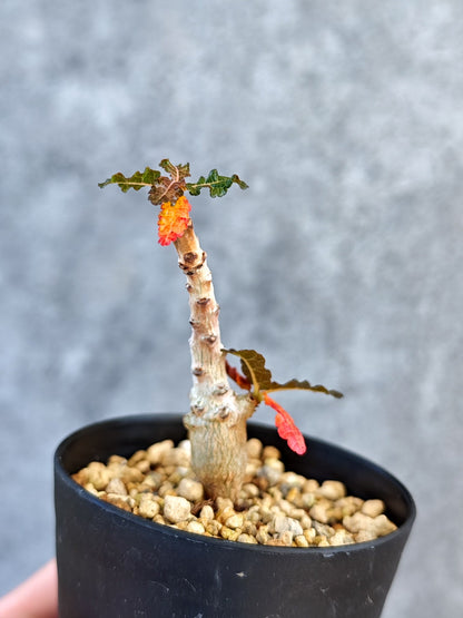 【現品限り】ボスウェリア・ナナ 実生【K51】 Boswellia nana