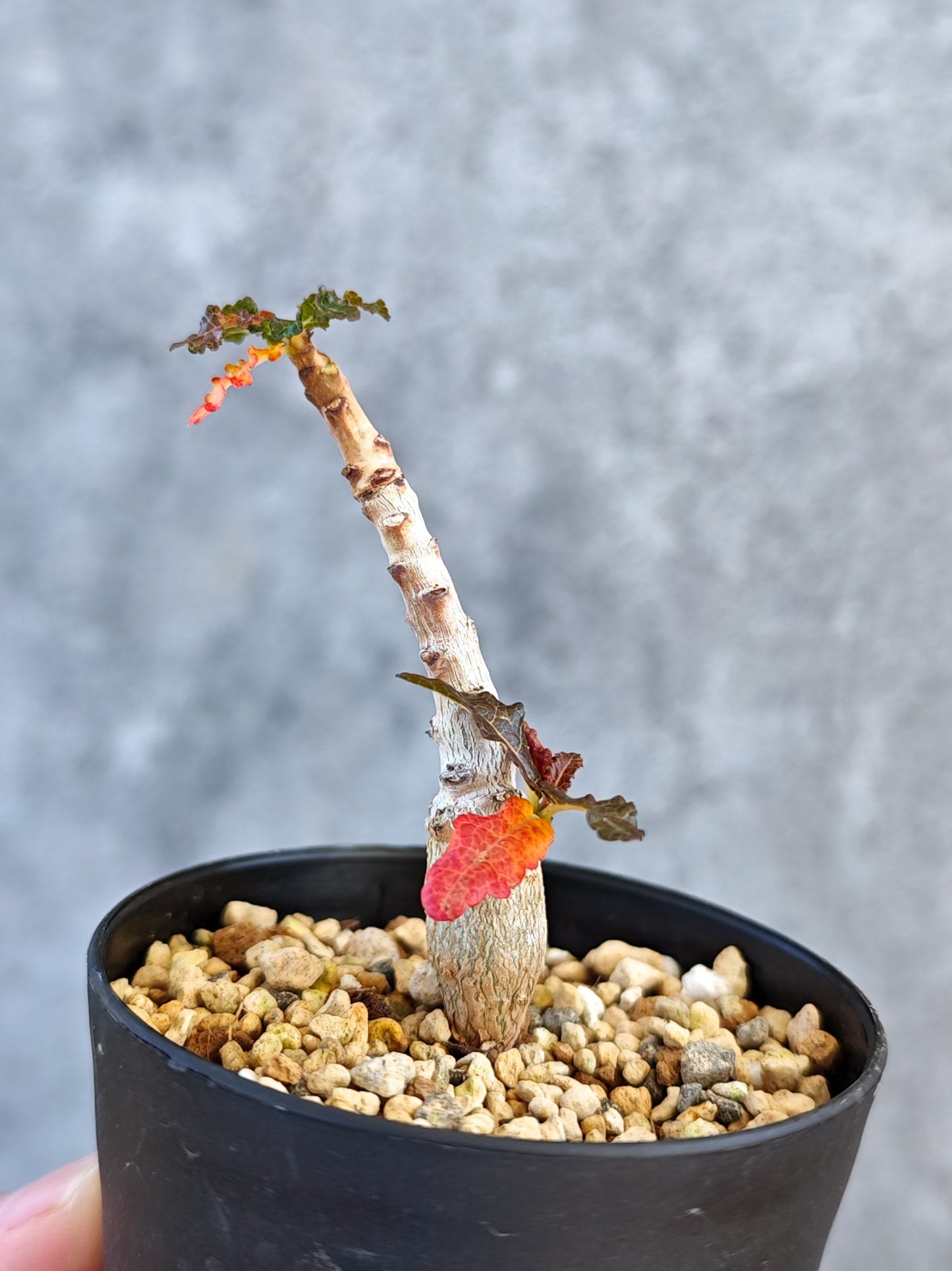 【現品限り】ボスウェリア・ナナ 実生【K51】 Boswellia nana