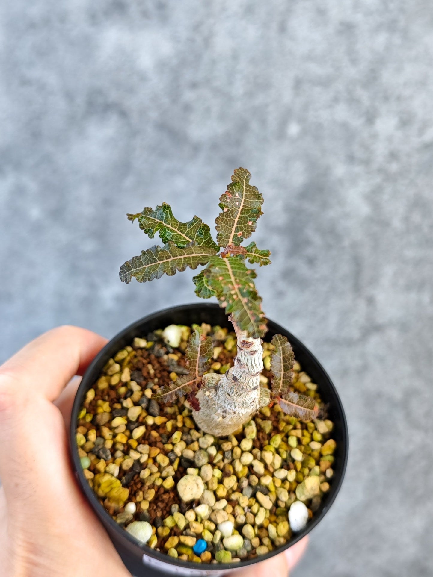 【現品限り】ボスウェリア・ナナ 実生【K52】 Boswellia nana