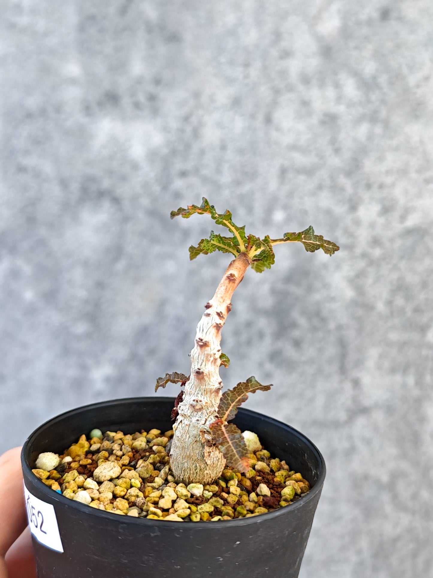 【現品限り】ボスウェリア・ナナ 実生【K52】 Boswellia nana