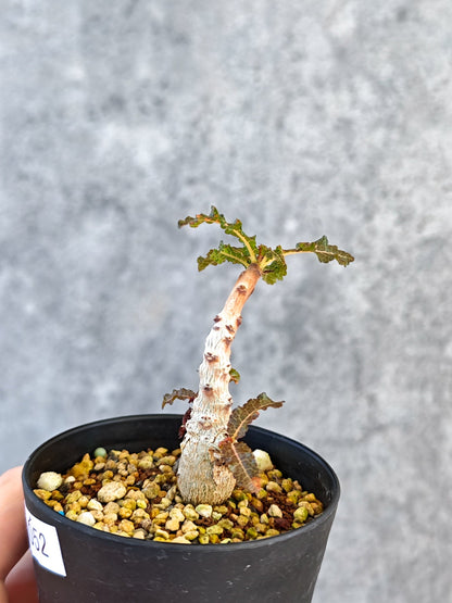 【現品限り】ボスウェリア・ナナ 実生【K52】 Boswellia nana