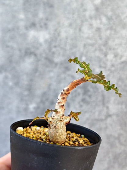【現品限り】ボスウェリア・ナナ 実生【K52】 Boswellia nana