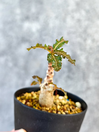 【現品限り】ボスウェリア・ナナ 実生【K52】 Boswellia nana