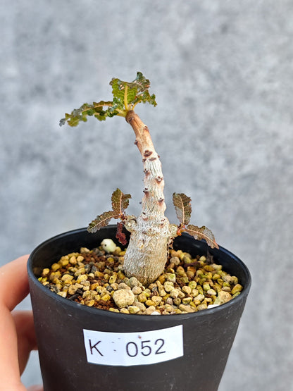 【現品限り】ボスウェリア・ナナ 実生【K52】 Boswellia nana