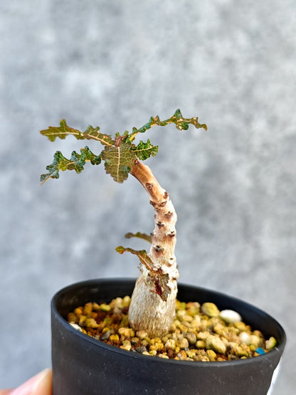 【現品限り】ボスウェリア・ナナ 実生【K52】 Boswellia nana