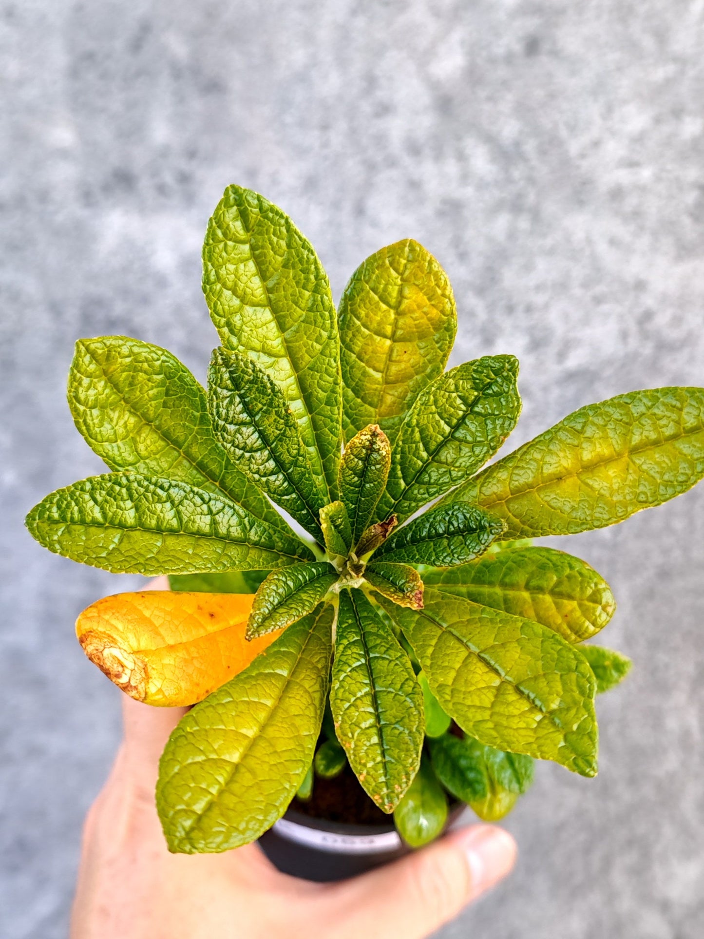 【現品限り】ドルステニア・ギガス 実生【K53】 Dorstenia gigas