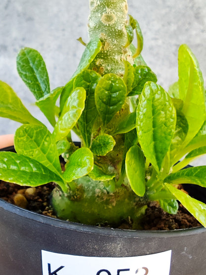 【現品限り】ドルステニア・ギガス 実生【K53】 Dorstenia gigas