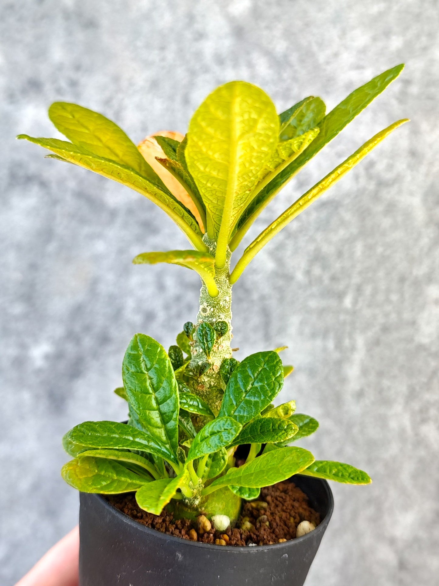 【現品限り】ドルステニア・ギガス 実生【K53】 Dorstenia gigas