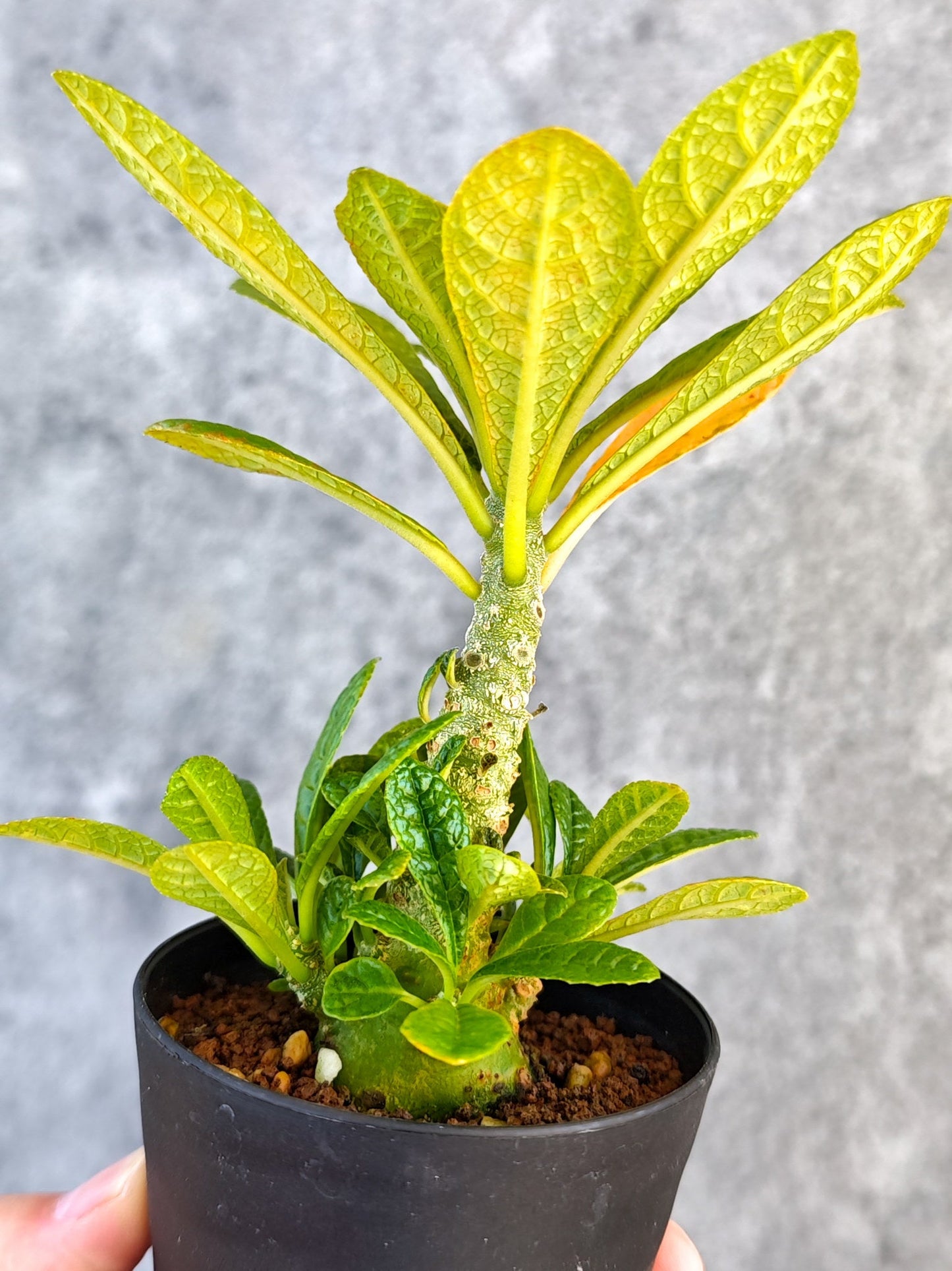 【現品限り】ドルステニア・ギガス 実生【K53】 Dorstenia gigas
