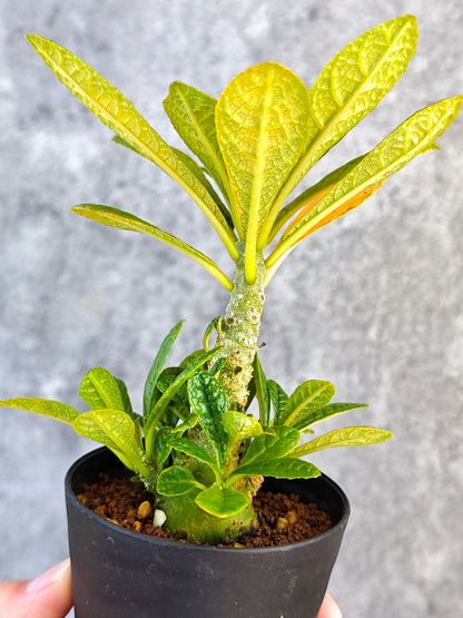 【現品限り】ドルステニア・ギガス 実生【K53】 Dorstenia gigas
