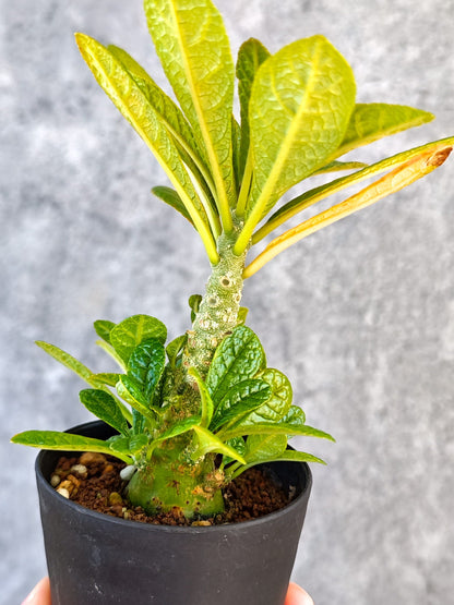 【現品限り】ドルステニア・ギガス 実生【K53】 Dorstenia gigas