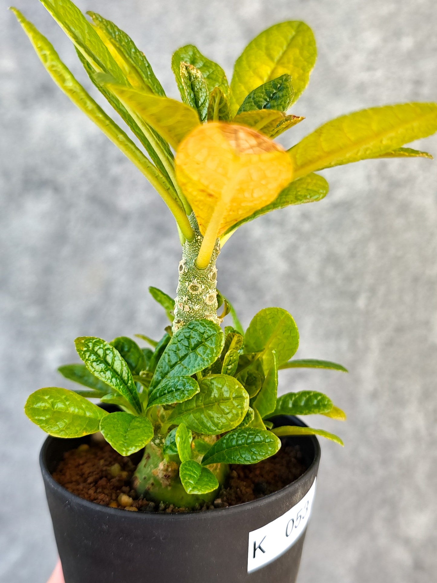 【現品限り】ドルステニア・ギガス 実生【K53】 Dorstenia gigas