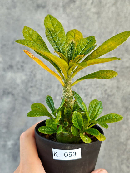 【現品限り】ドルステニア・ギガス 実生【K53】 Dorstenia gigas