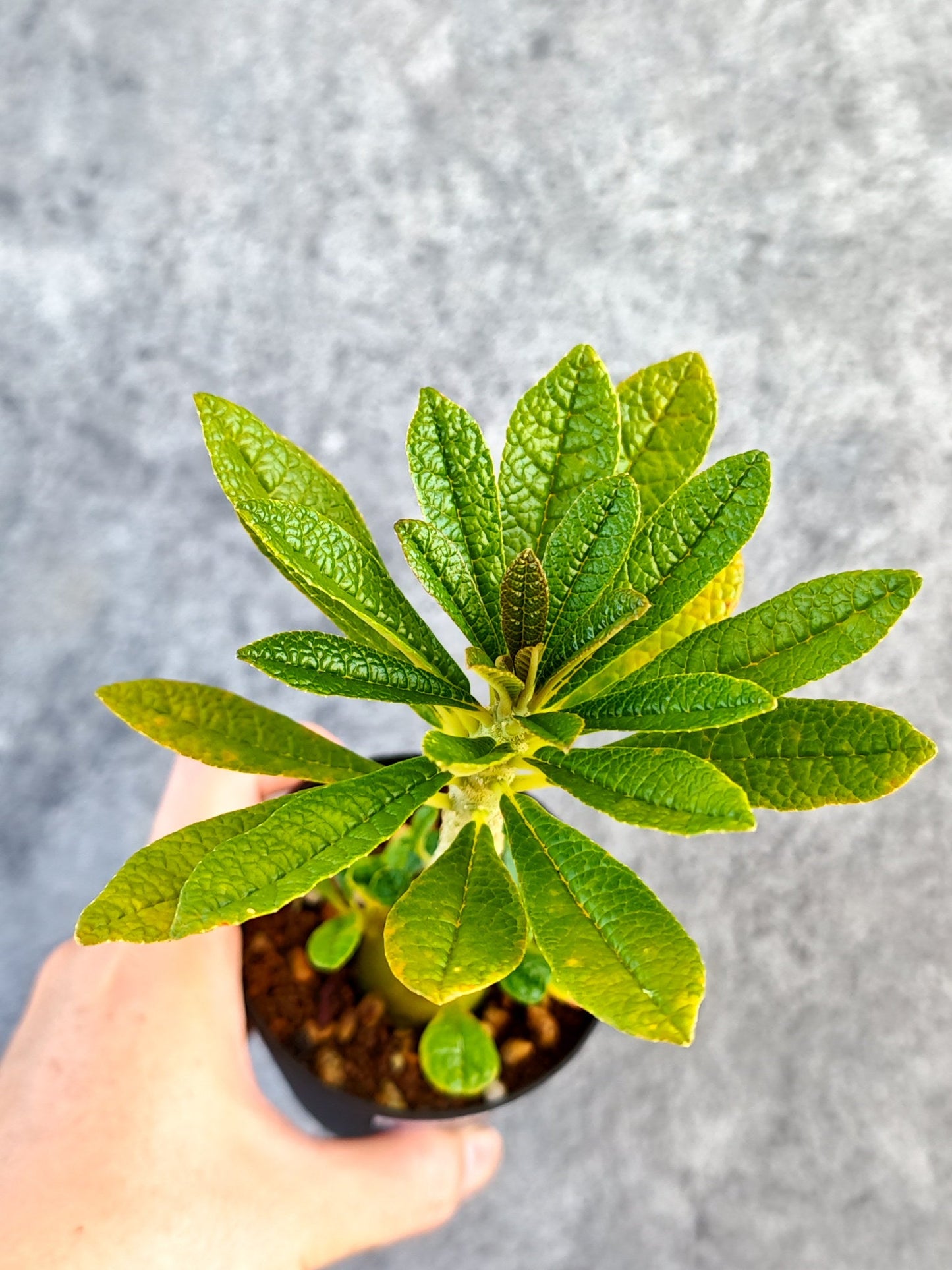 【現品限り】ドルステニア・ギガス 実生【K54】 Dorstenia gigas