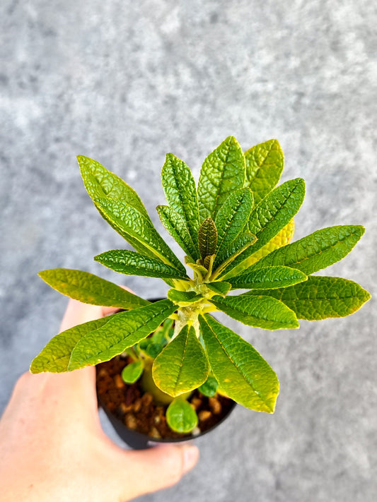 【現品限り】ドルステニア・ギガス 実生【K54】 Dorstenia gigas