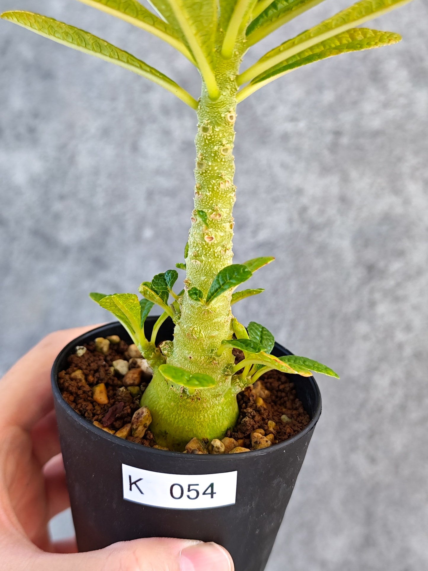 【現品限り】ドルステニア・ギガス 実生【K54】 Dorstenia gigas