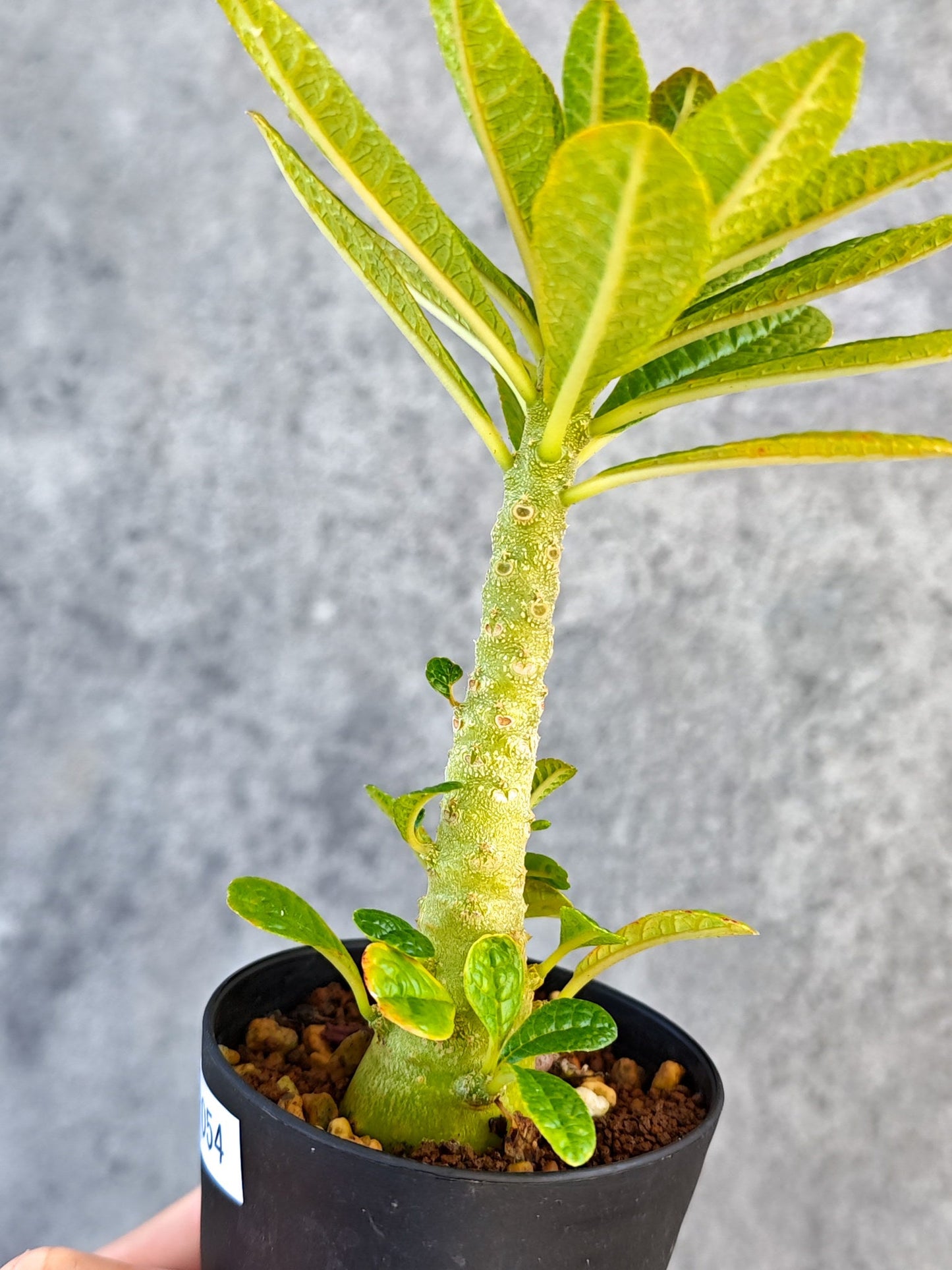 【現品限り】ドルステニア・ギガス 実生【K54】 Dorstenia gigas