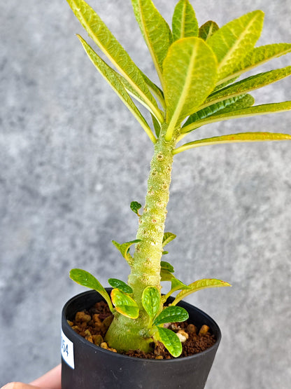 【現品限り】ドルステニア・ギガス 実生【K54】 Dorstenia gigas