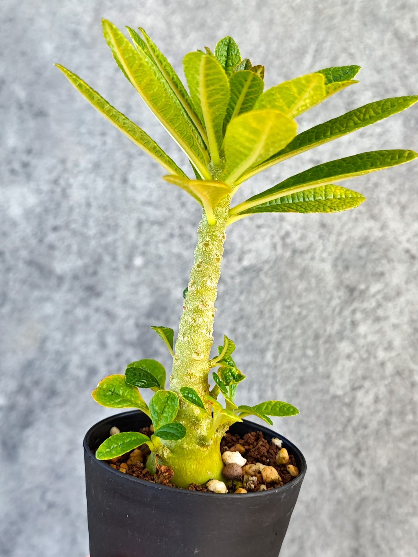 【現品限り】ドルステニア・ギガス 実生【K54】 Dorstenia gigas