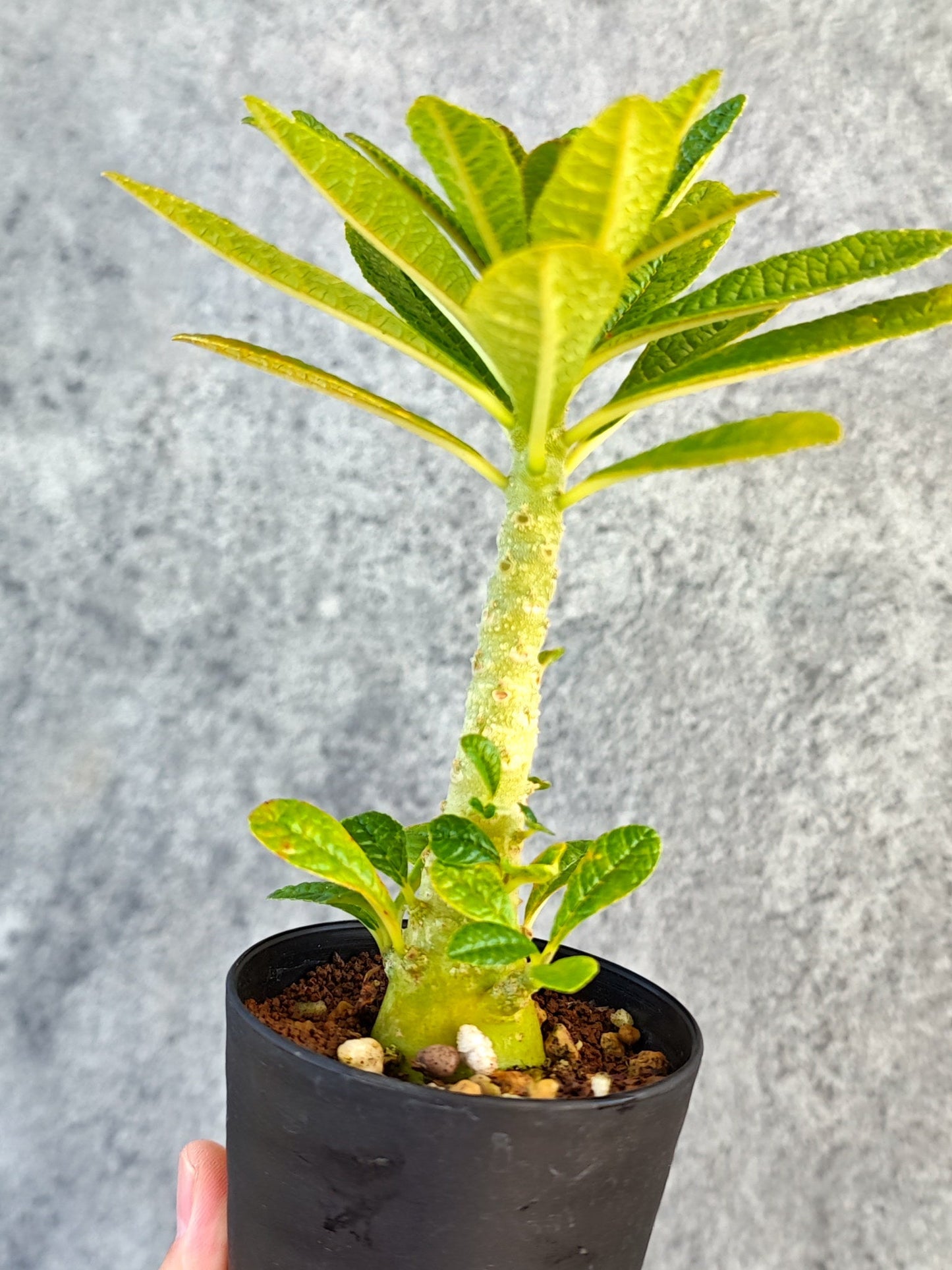 【現品限り】ドルステニア・ギガス 実生【K54】 Dorstenia gigas
