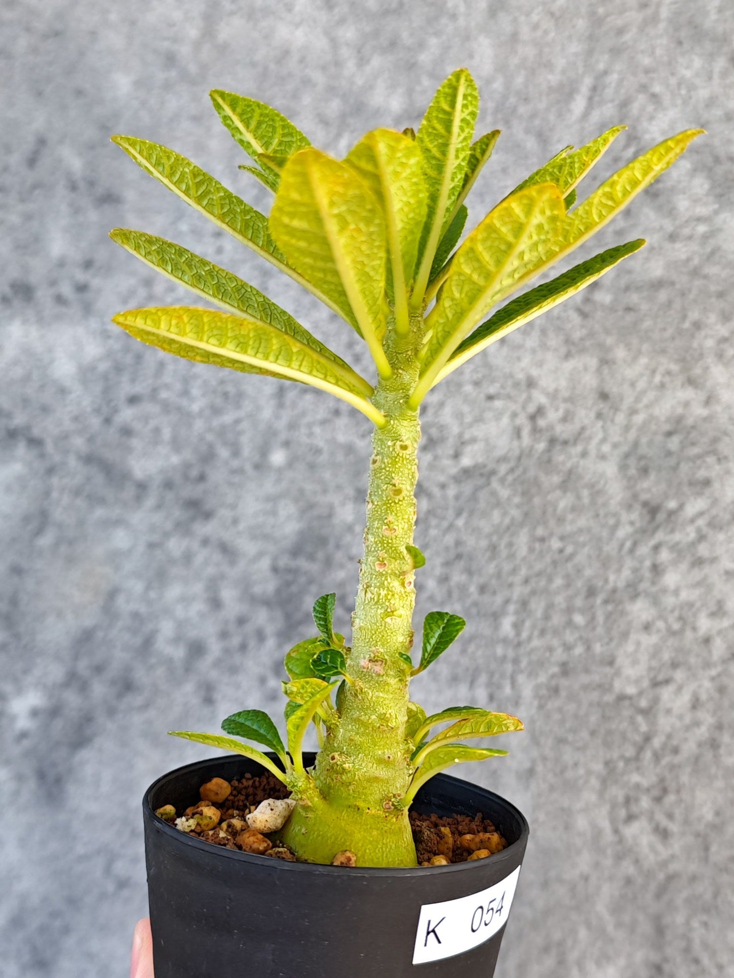 【現品限り】ドルステニア・ギガス 実生【K54】 Dorstenia gigas