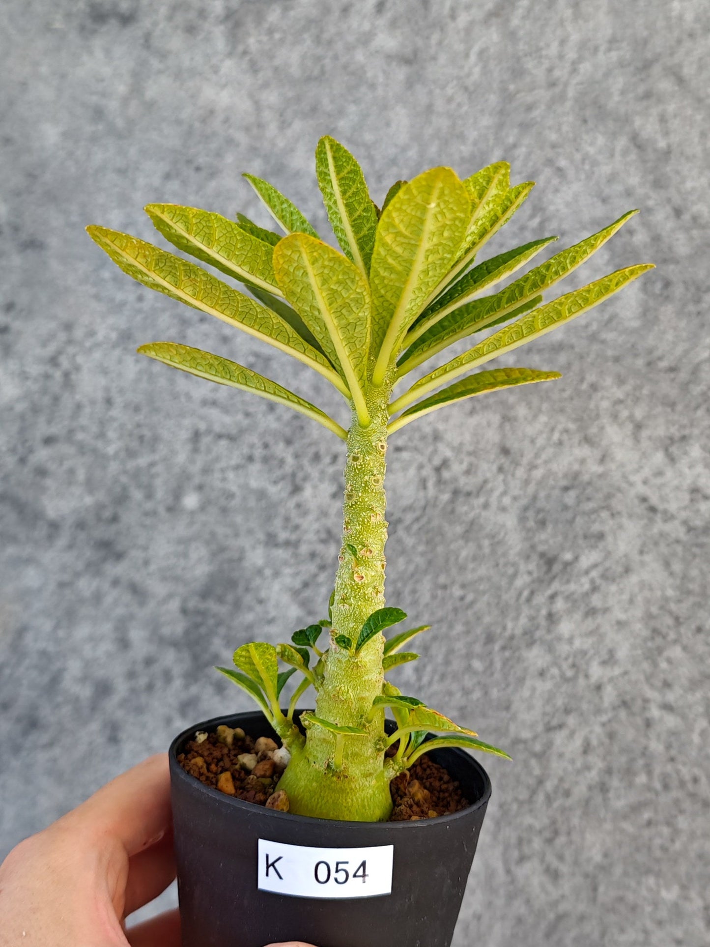 【現品限り】ドルステニア・ギガス 実生【K54】 Dorstenia gigas