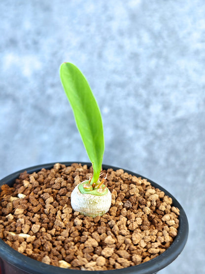 【現品限り】ユーフォルビア・サピニー 実生【K55】 Euphorbia sapinii