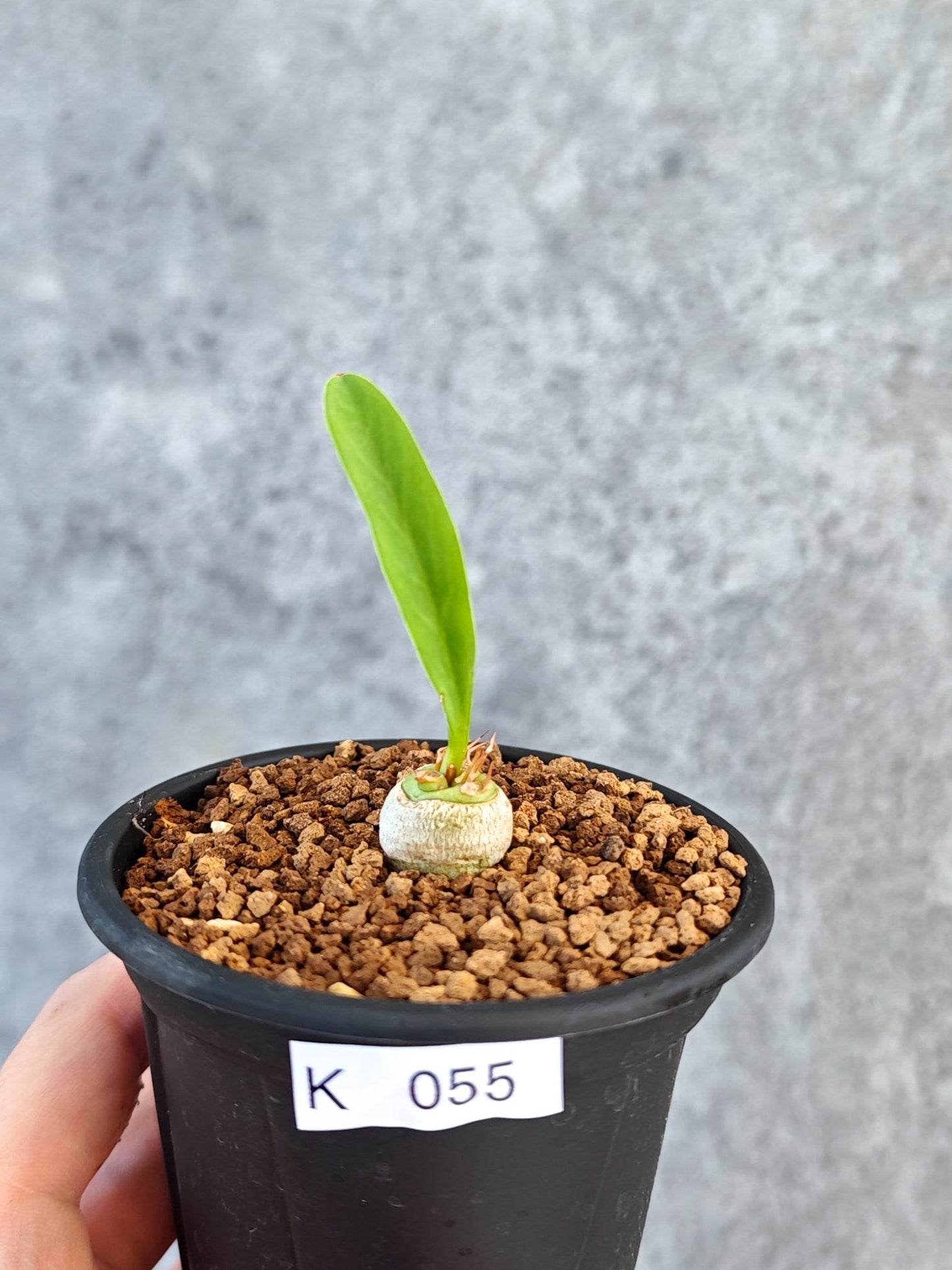 【現品限り】ユーフォルビア・サピニー 実生【K55】 Euphorbia sapinii