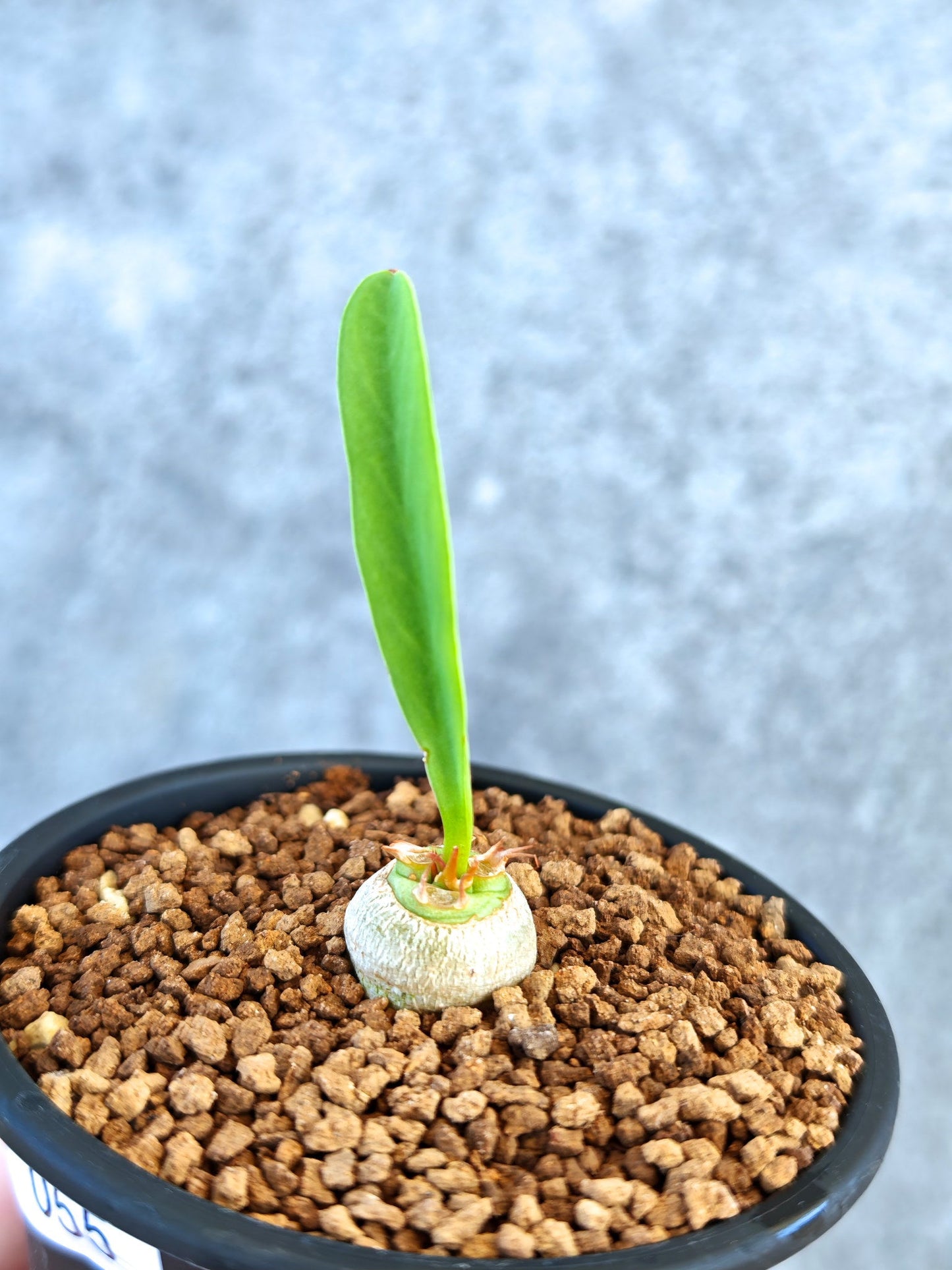 【現品限り】ユーフォルビア・サピニー 実生【K55】 Euphorbia sapinii