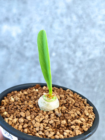 【現品限り】ユーフォルビア・サピニー 実生【K55】 Euphorbia sapinii