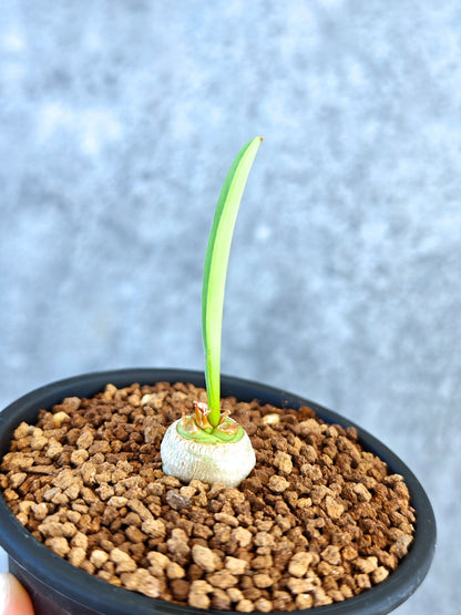 【現品限り】ユーフォルビア・サピニー 実生【K55】 Euphorbia sapinii