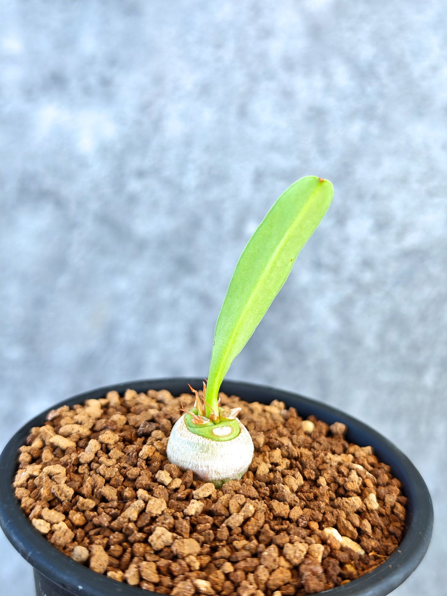 【現品限り】ユーフォルビア・サピニー 実生【K55】 Euphorbia sapinii