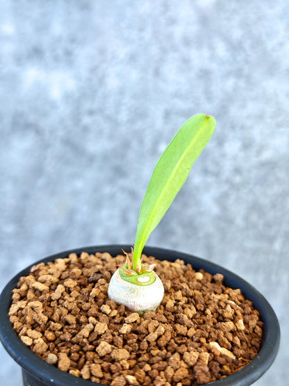 【現品限り】ユーフォルビア・サピニー 実生【K55】 Euphorbia sapinii