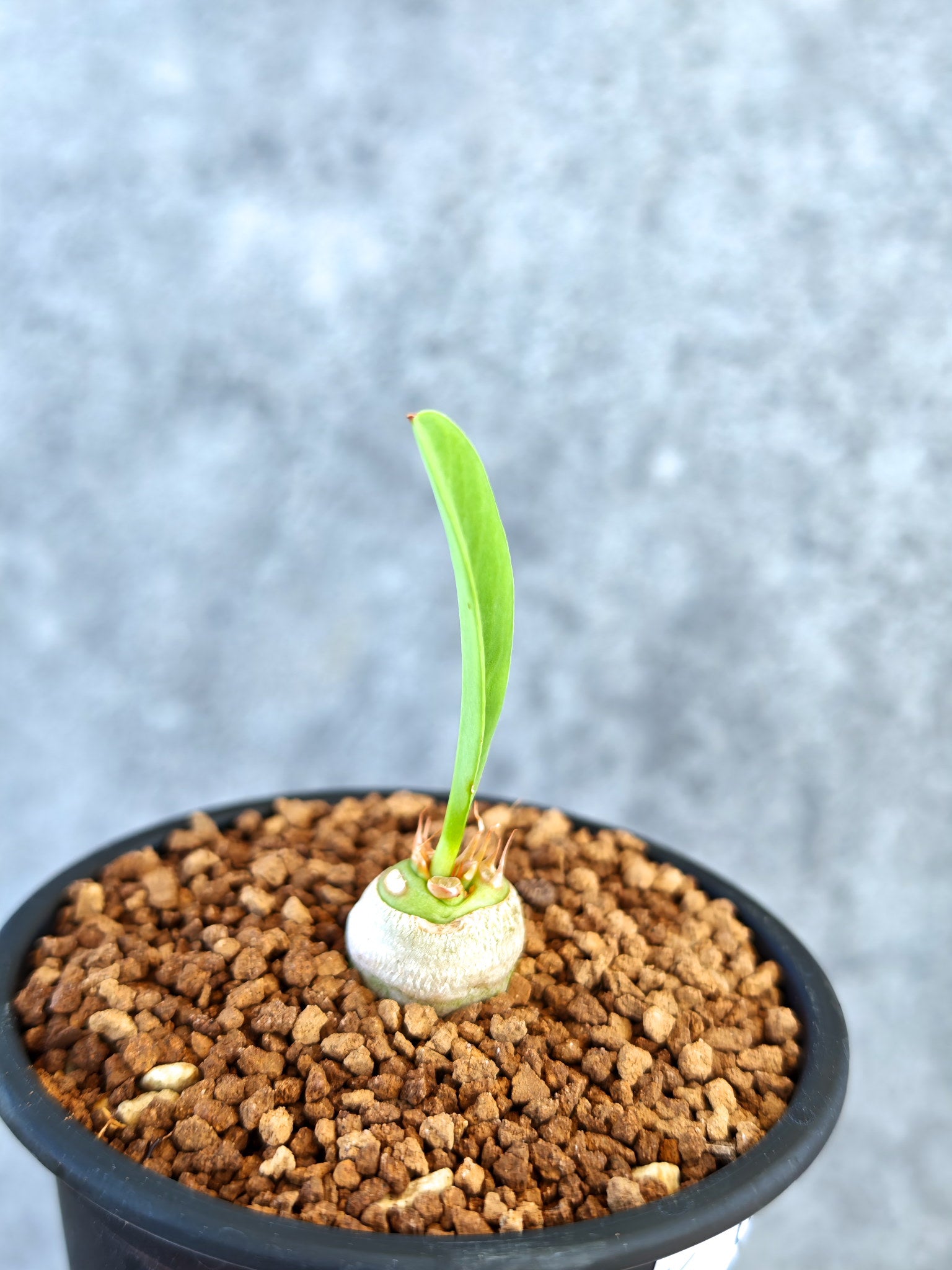 ユーフォルビア・サピニー 実生【K55】 Euphorbia sapinii 塊根植物