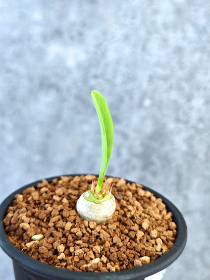 【現品限り】ユーフォルビア・サピニー 実生【K55】 Euphorbia sapinii