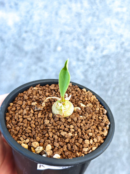 【現品限り】ユーフォルビア・サピニー 実生【K56】 Euphorbia sapinii