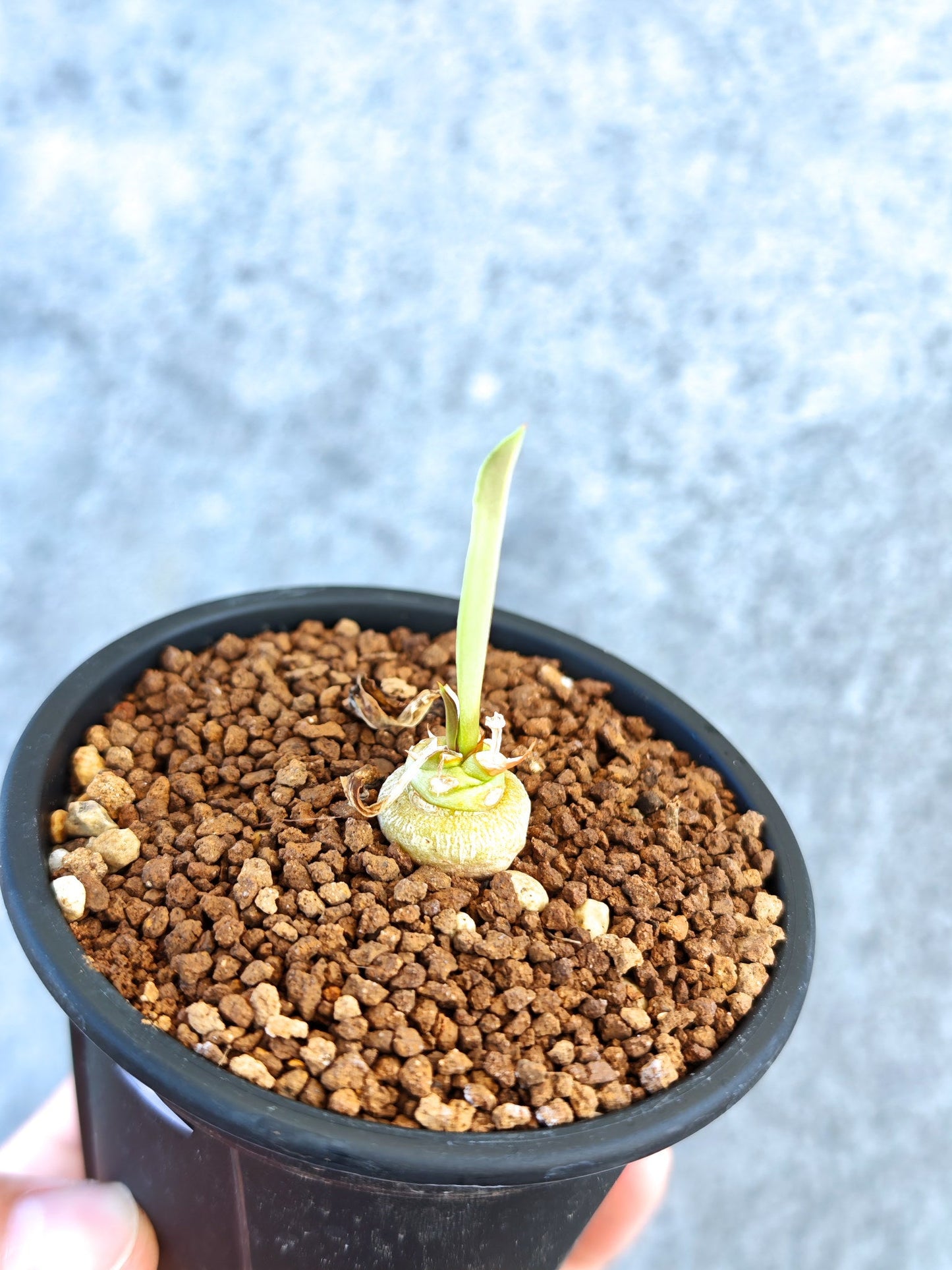 【現品限り】ユーフォルビア・サピニー 実生【K56】 Euphorbia sapinii