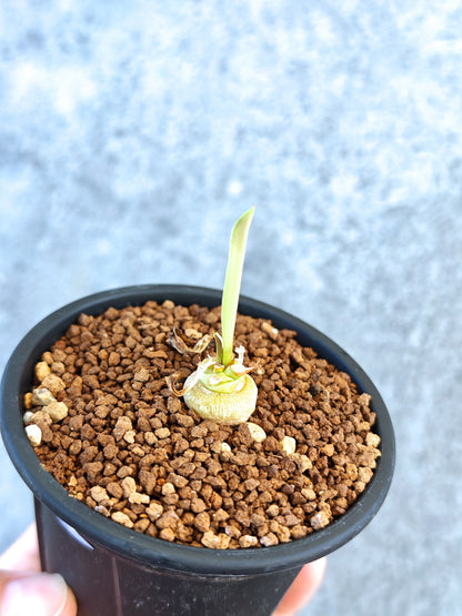 【現品限り】ユーフォルビア・サピニー 実生【K56】 Euphorbia sapinii