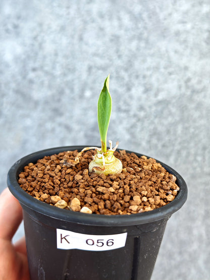 【現品限り】ユーフォルビア・サピニー 実生【K56】 Euphorbia sapinii