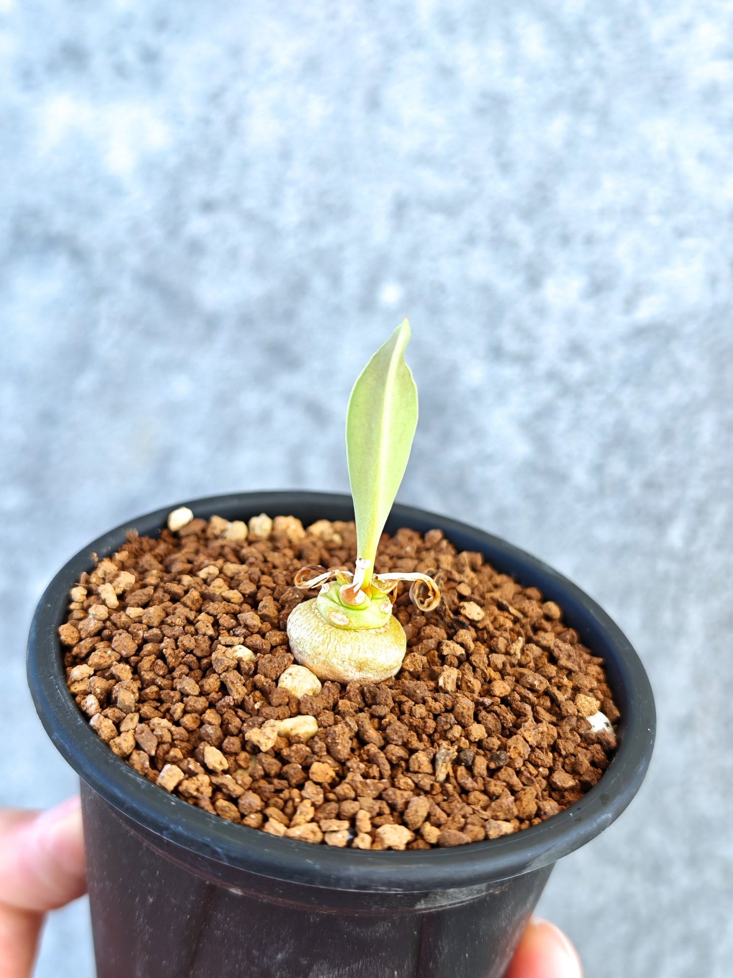 【現品限り】ユーフォルビア・サピニー 実生【K56】 Euphorbia sapinii