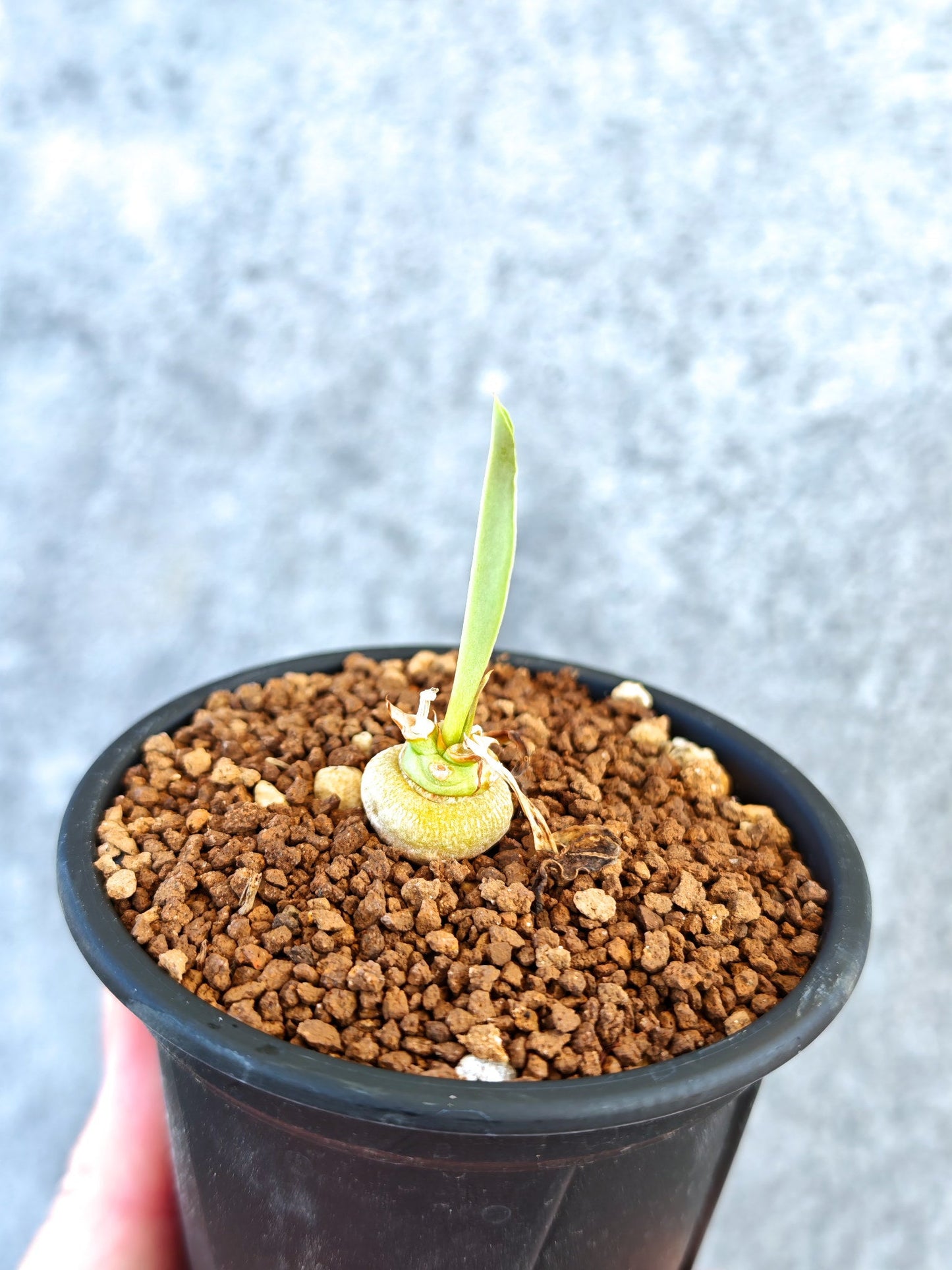【現品限り】ユーフォルビア・サピニー 実生【K56】 Euphorbia sapinii