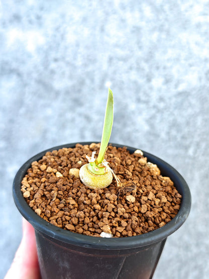 【現品限り】ユーフォルビア・サピニー 実生【K56】 Euphorbia sapinii
