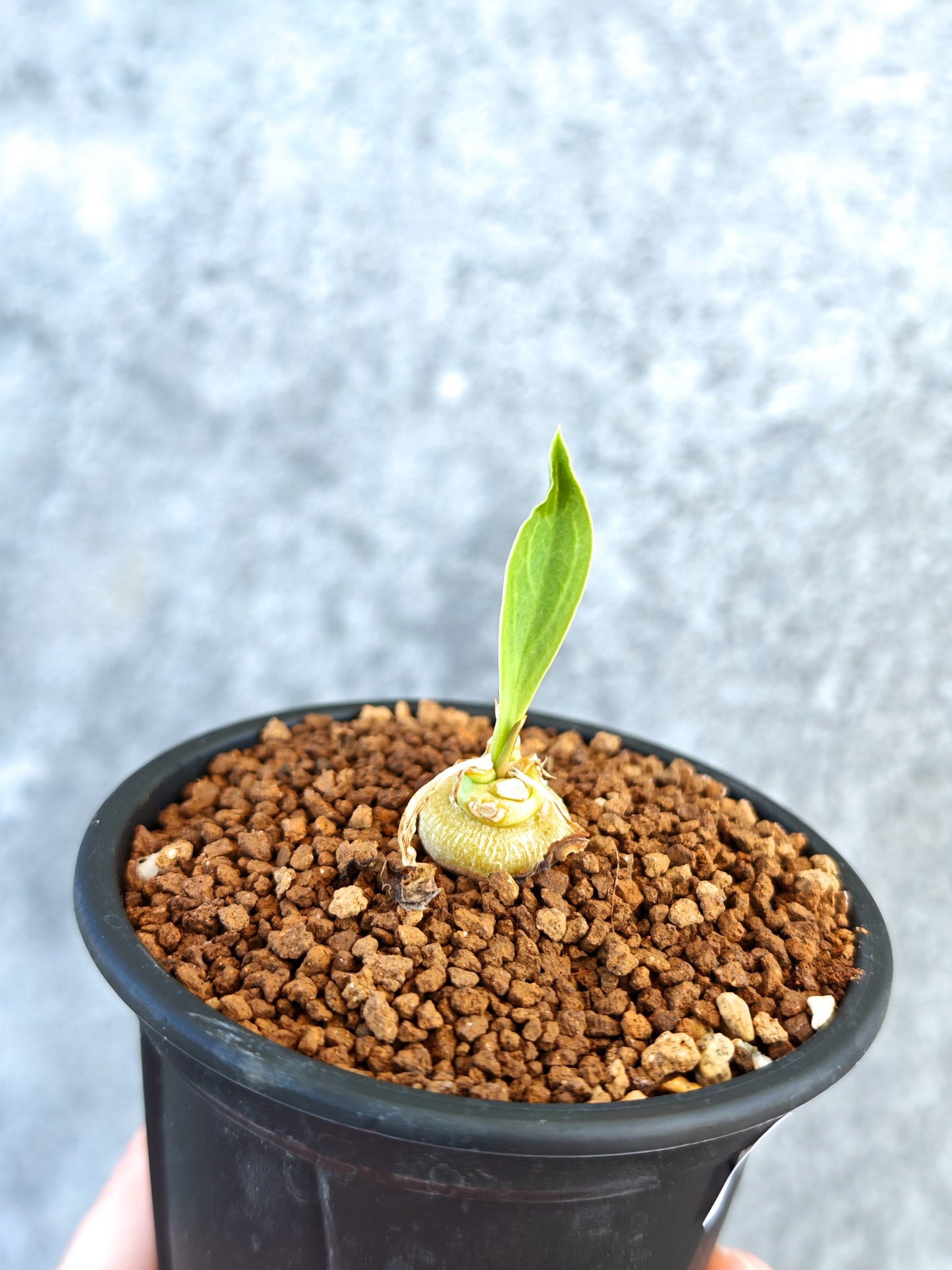 【現品限り】ユーフォルビア・サピニー 実生【K56】 Euphorbia sapinii
