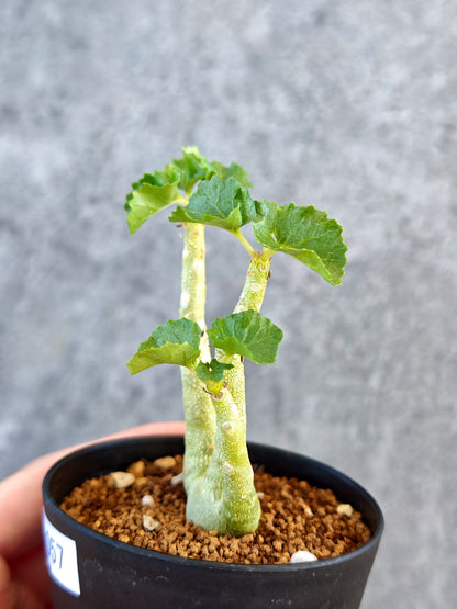 【現品限り】ドルステニア・ジプソフィラ 実生【K57】 Dorstenia gypsophila