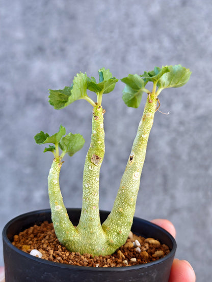 【現品限り】ドルステニア・ジプソフィラ 実生【K57】 Dorstenia gypsophila