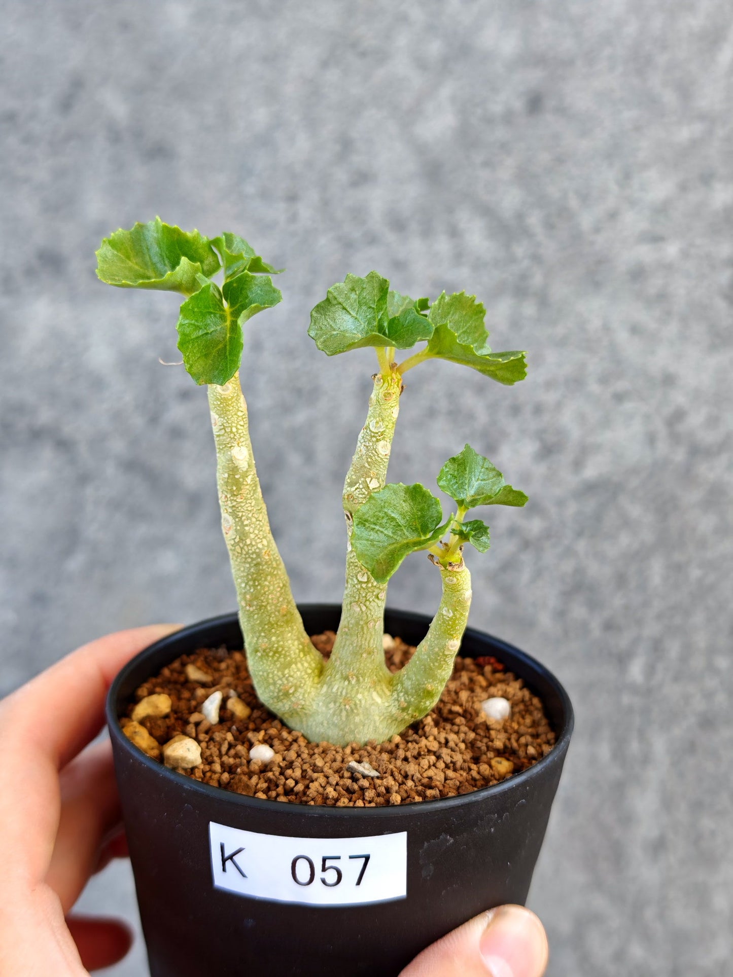 【現品限り】ドルステニア・ジプソフィラ 実生【K57】 Dorstenia gypsophila