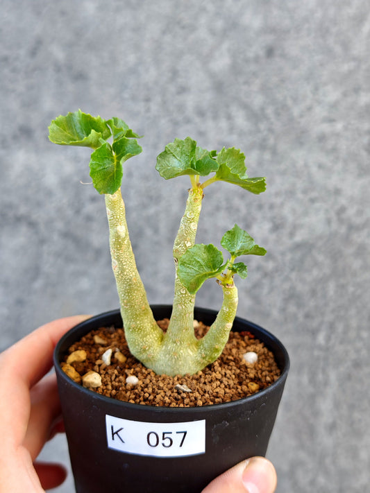 【現品限り】ドルステニア・ジプソフィラ 実生【K57】 Dorstenia gypsophila