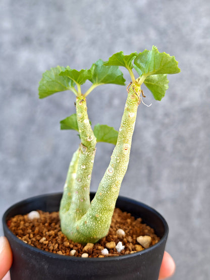 【現品限り】ドルステニア・ジプソフィラ 実生【K57】 Dorstenia gypsophila