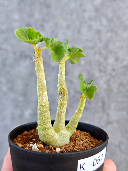 【現品限り】ドルステニア・ジプソフィラ 実生【K57】 Dorstenia gypsophila