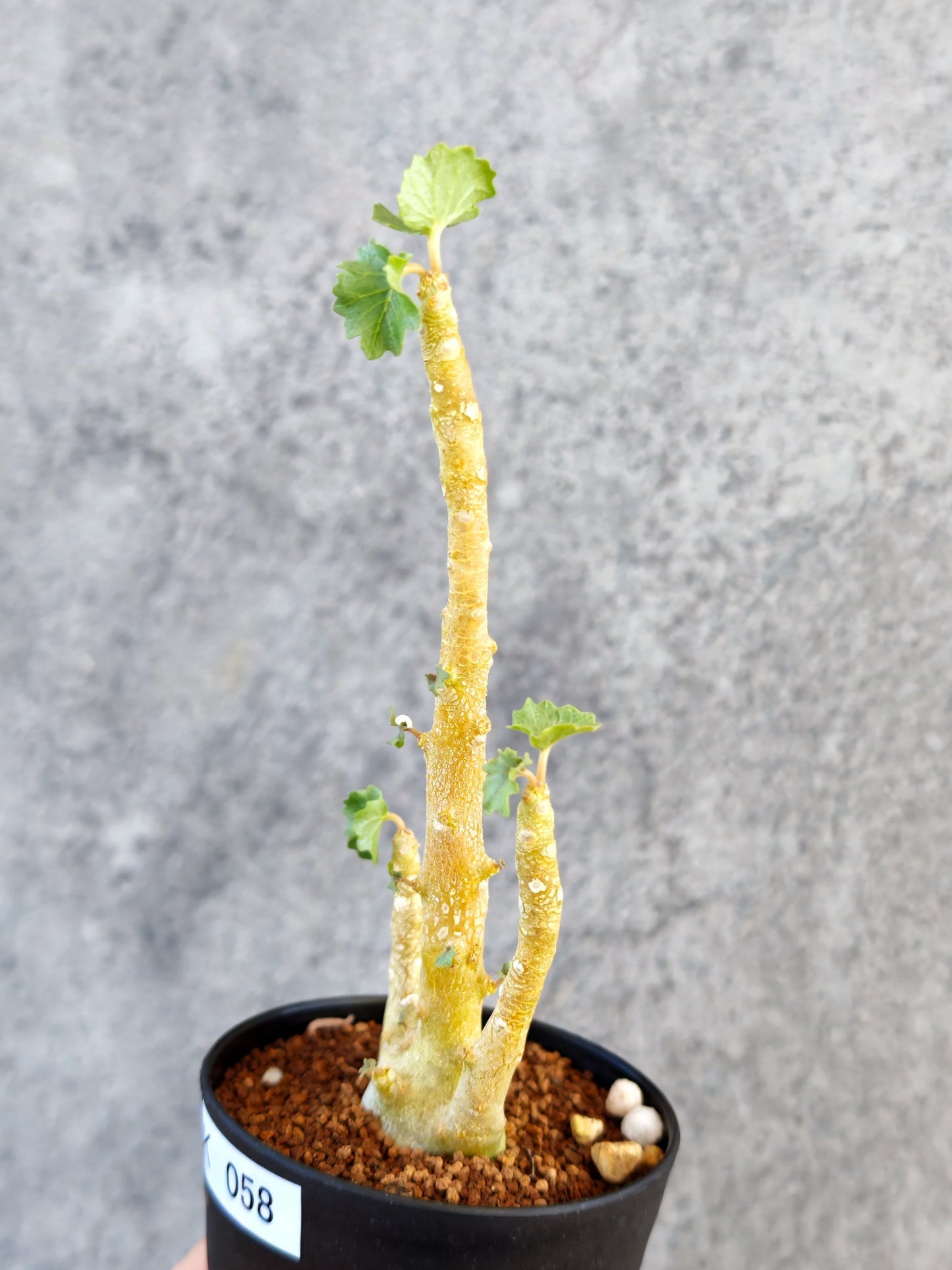 【現品限り】ドルステニア・ジプソフィラ 実生【K58】 Dorstenia gypsophila